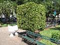 Weeping Fig / Ficus benjamina